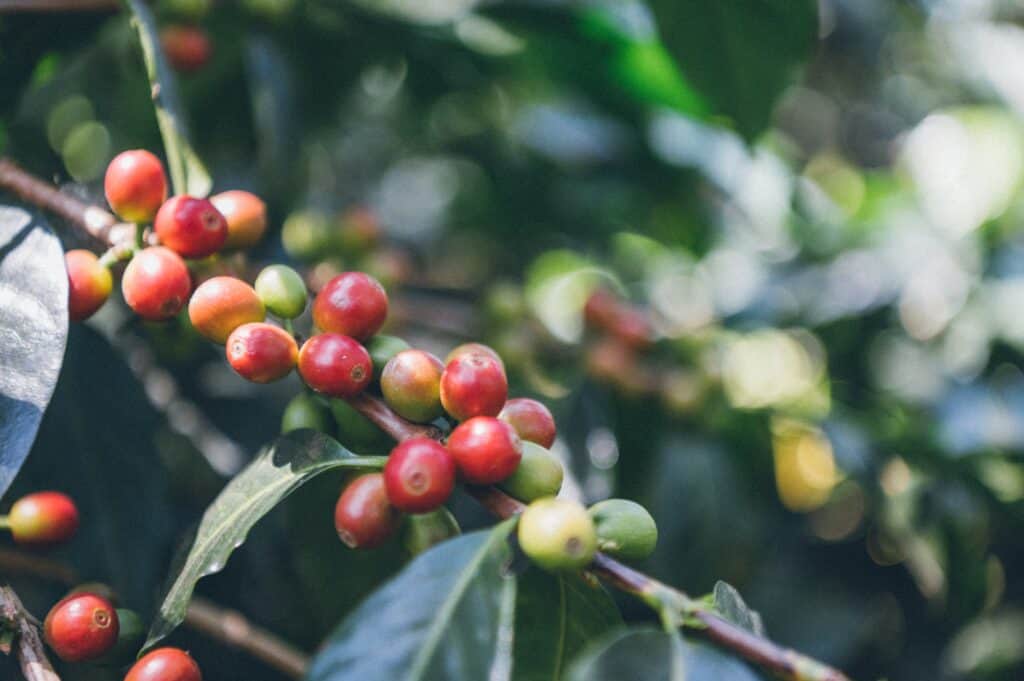 guatemala coffee beans
