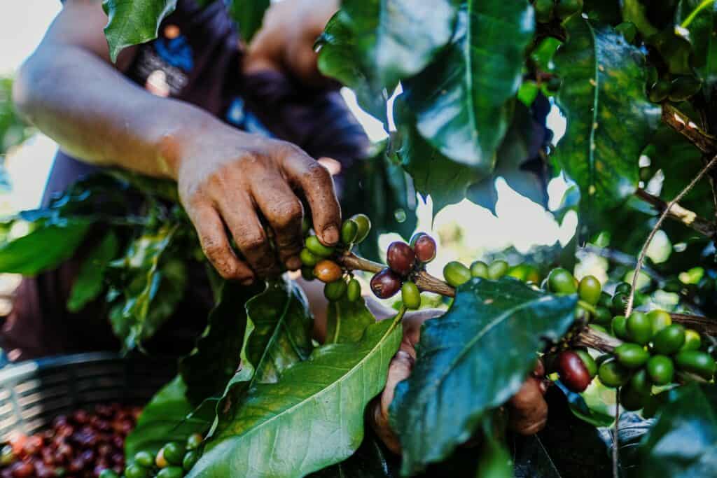 guatemalan coffee