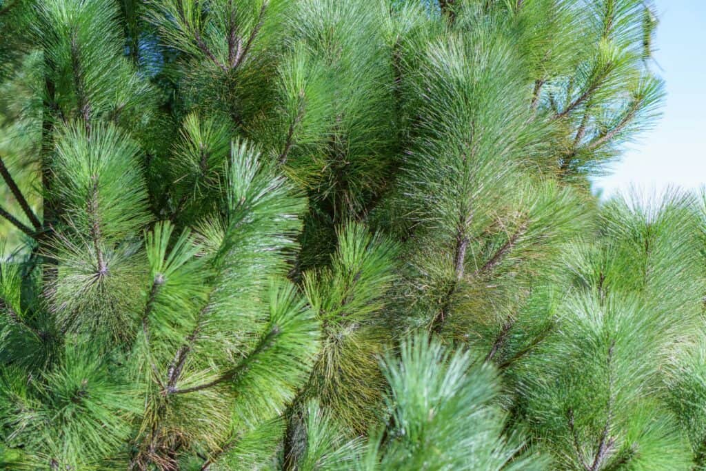 Acatenango flora and fauna