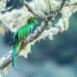 biotopo del quetzal