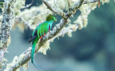 Biotopo del Quetzal: Home of Guatemala’s National Bird