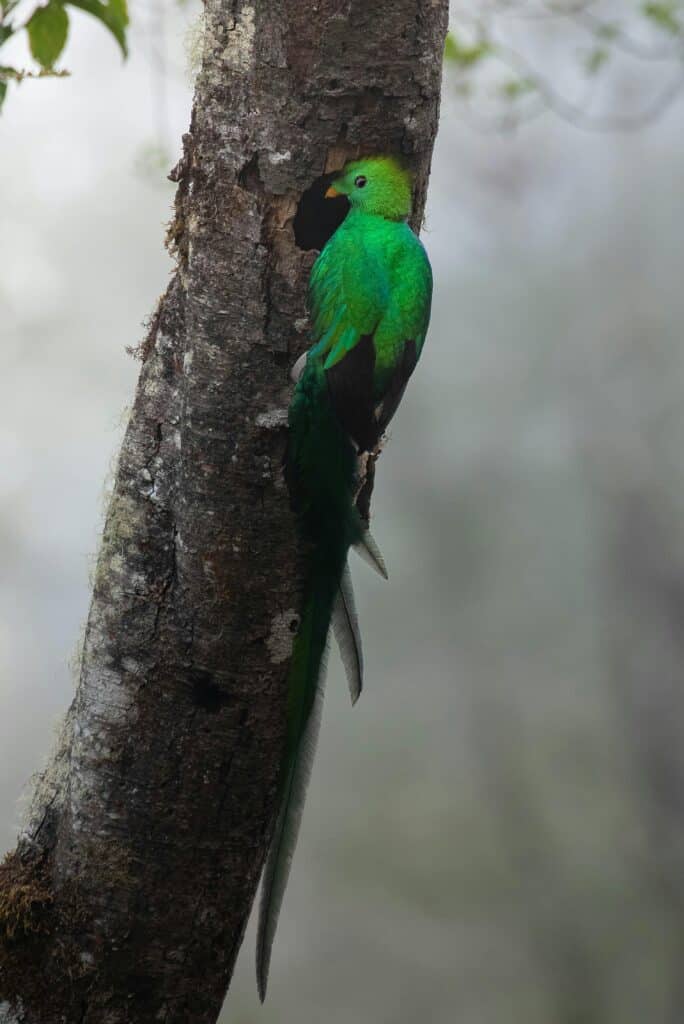 biotopo del quetzal