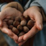 macadamia nut farm tour guatemala