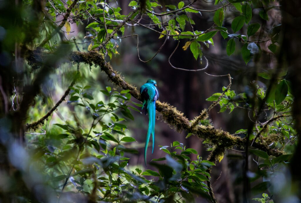 Guatemala wildlife