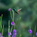 Guatemala wildlife