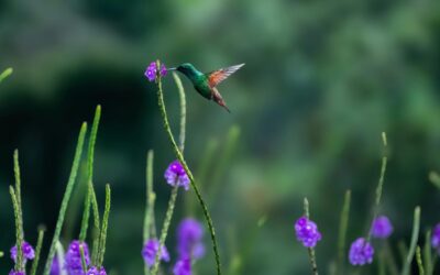 Guatemala Wildlife: An Overview of the Country’s Rich Biodiversity