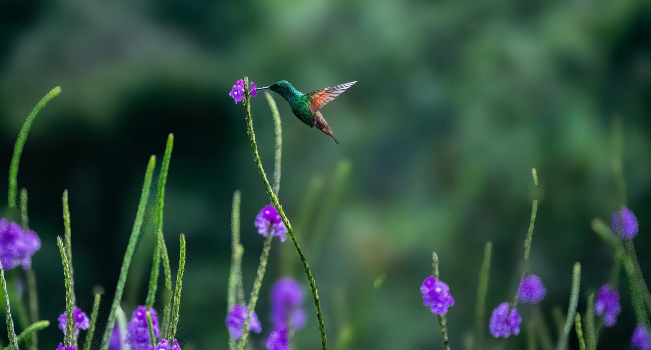 Guatemala wildlife