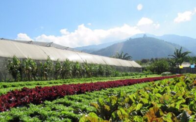 Caoba Farms Antigua: A Relaxing Escape in Guatemala